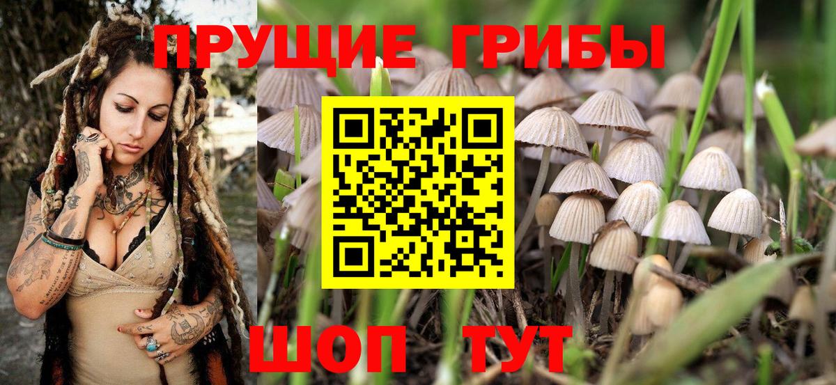 Галлюциногенные грибы Psilocybine cubensis  Кузнецк 